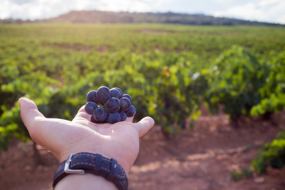 All i oli y vino: cómo maridan los vinos con el all i oli y cuáles son las recomendaciones para acompañarlo